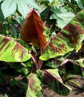 Musa sikkimensis 'Red Tiger'